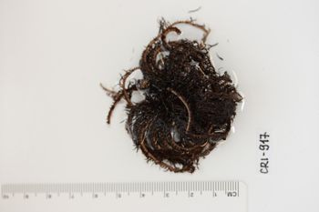 Media type: image;   Invertebrate Zoology CRI-917 Description: Preserved specimen.;